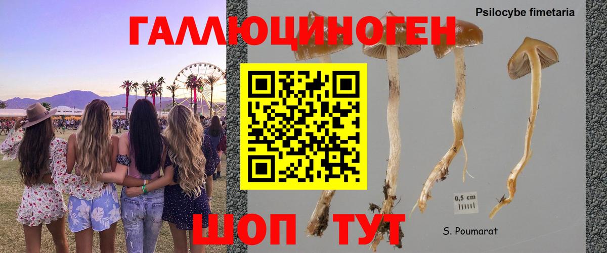 Псилоцибиновые грибы MAGIC MUSHROOMS Советская Гавань
